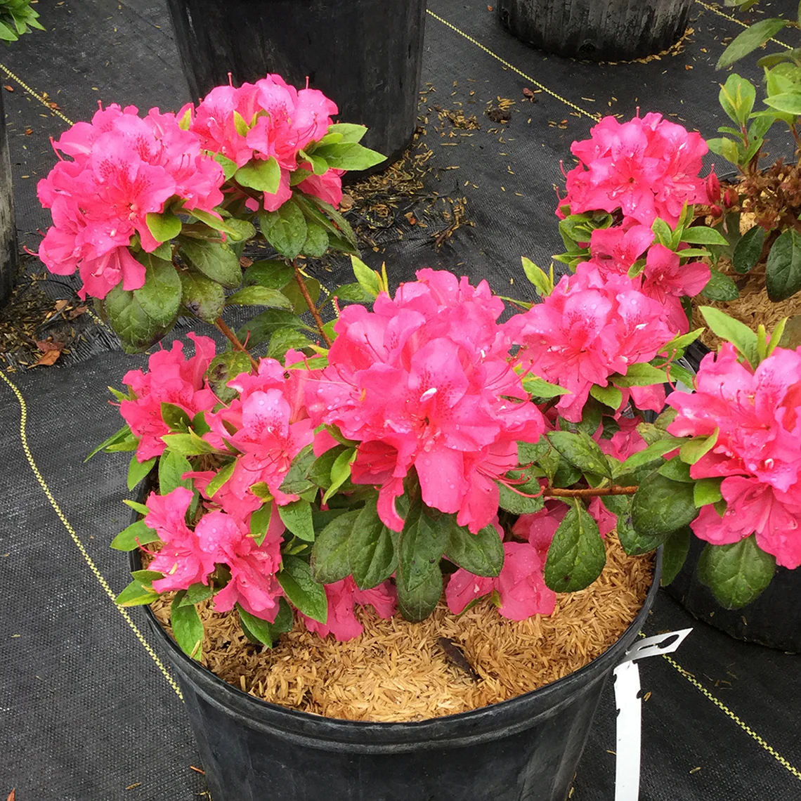 Perfecto Mundo® Double Dark Pink Reblooming Azalea (Rhododendron) - Image 3