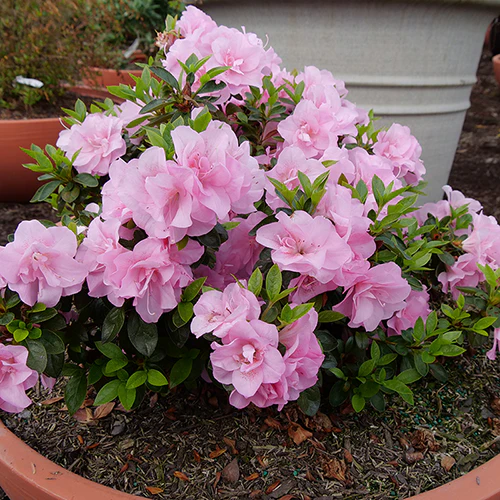 Perfecto Mundo® Double Pink Reblooming Azalea (Rhododendron) - Image 3