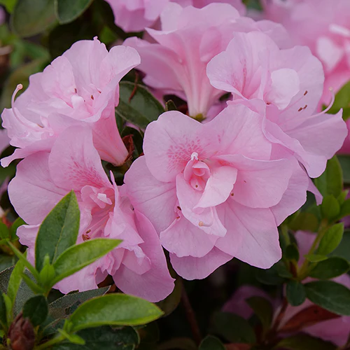 Perfecto Mundo® Double Pink Reblooming Azalea (Rhododendron) - Image 4
