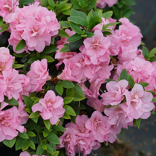 Perfecto Mundo® Double Pink Reblooming Azalea (Rhododendron) - Image 5