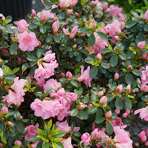 Perfecto Mundo® Double Pink Reblooming Azalea (Rhododendron) - Image 6