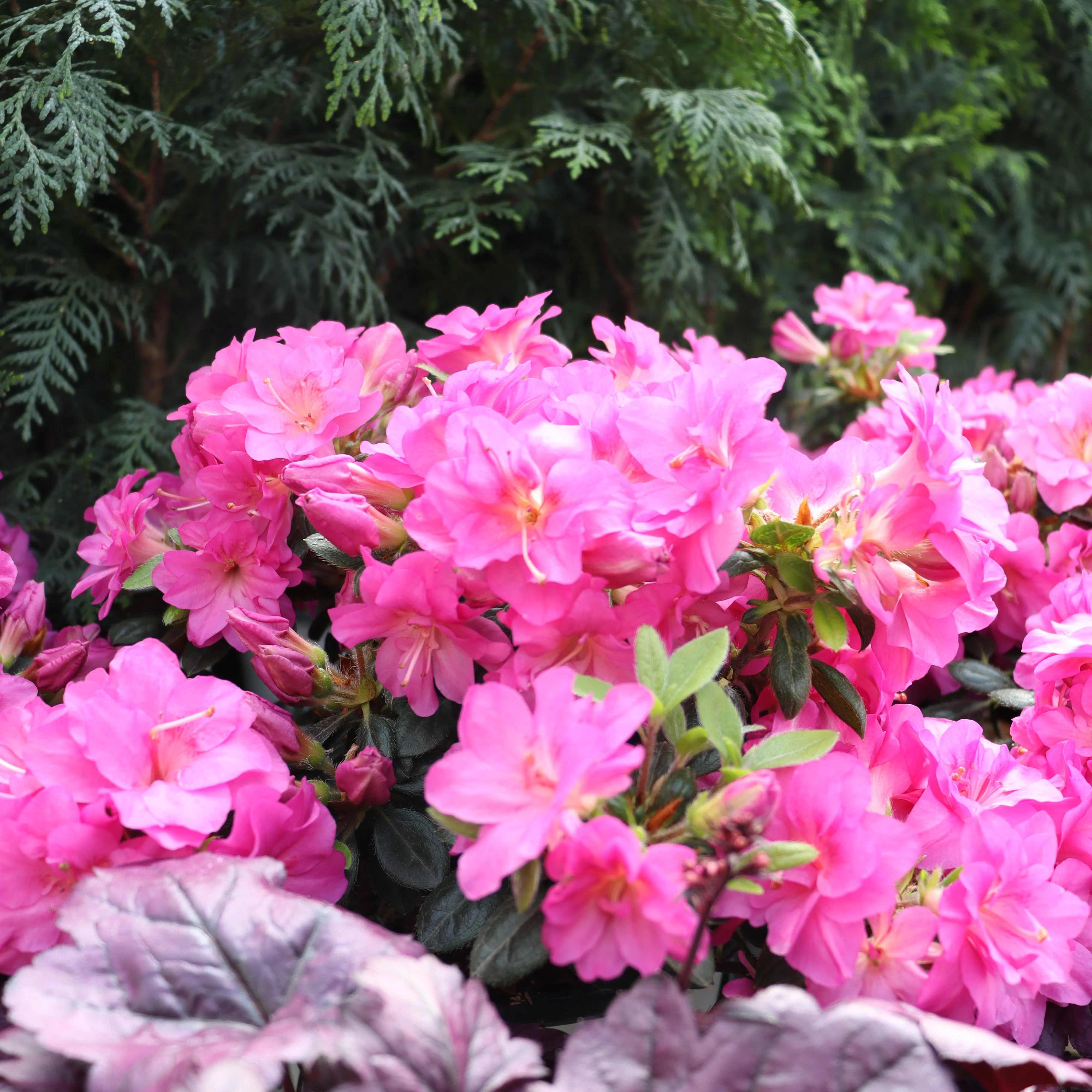 Perfecto Mundo® Double Purple Reblooming Azalea (Rhododendron) - Image 3