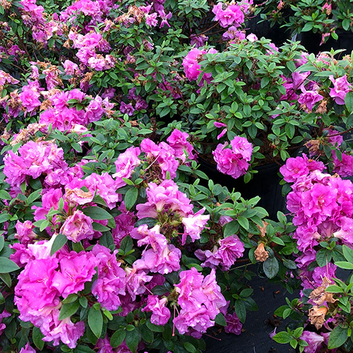 Perfecto Mundo® Double Purple Reblooming Azalea (Rhododendron) - Image 4