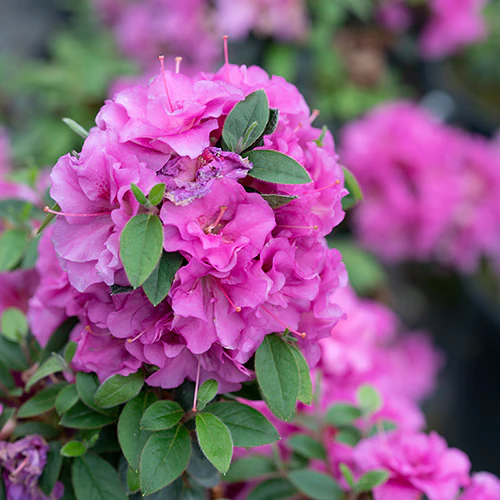 Perfecto Mundo® Double Purple Reblooming Azalea (Rhododendron) - Image 5