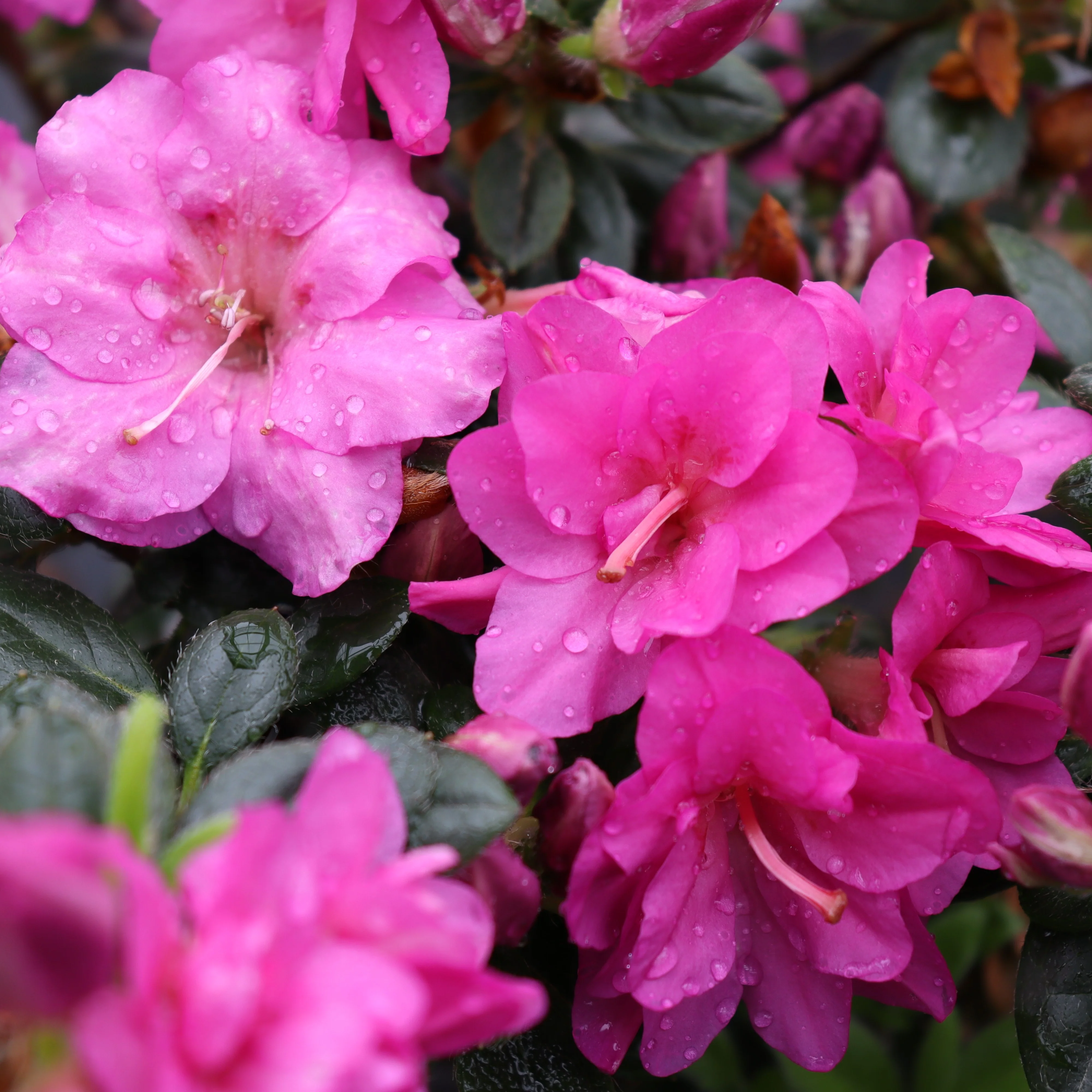 Perfecto Mundo® Double Purple Reblooming Azalea (Rhododendron) - Image 6