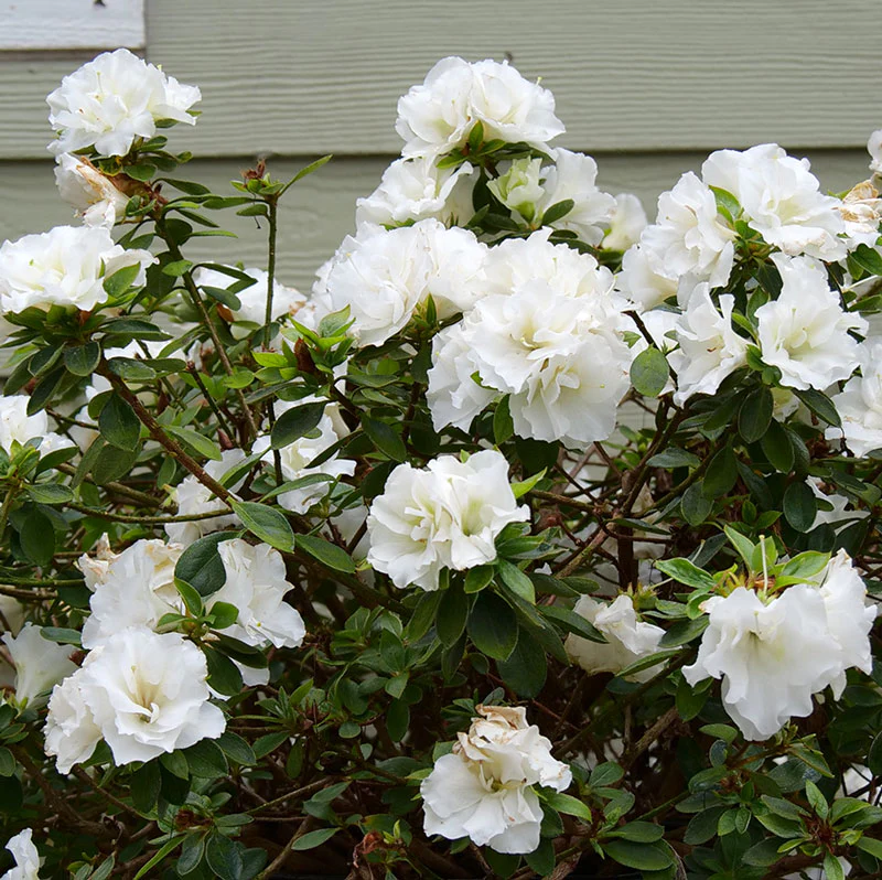 Perfecto Mundo® Double White Reblooming Azalea (Rhododendron) - Image 2