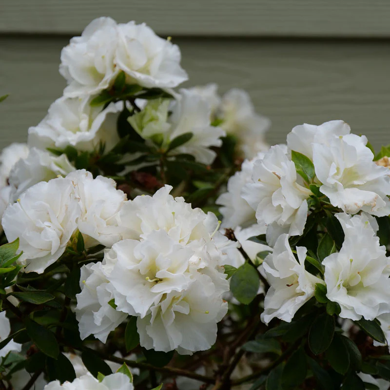 Perfecto Mundo® Double White Reblooming Azalea (Rhododendron) - Image 3