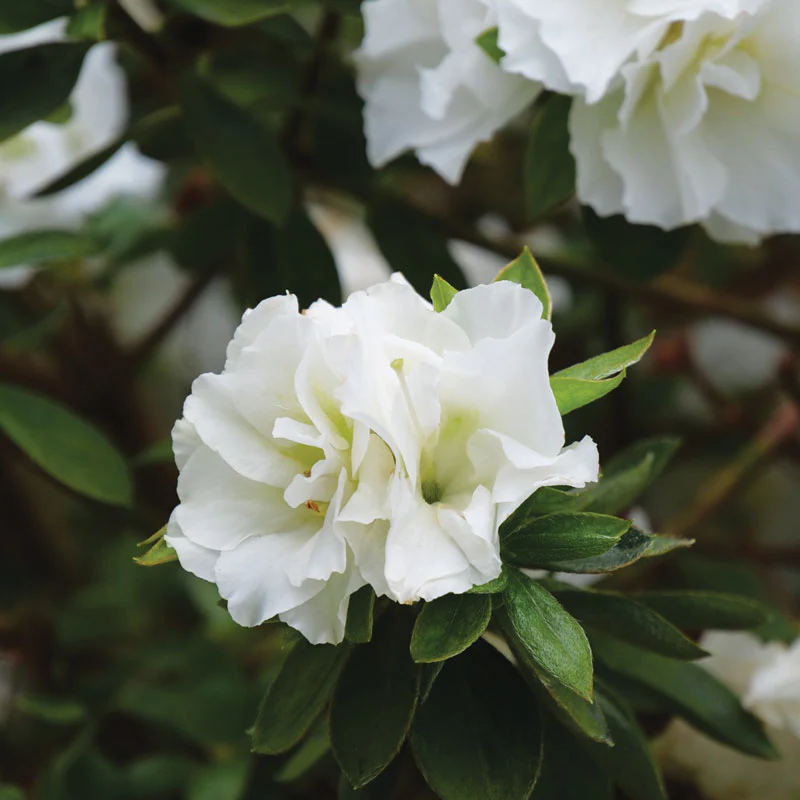 Perfecto Mundo® Double White Reblooming Azalea (Rhododendron) - Image 4