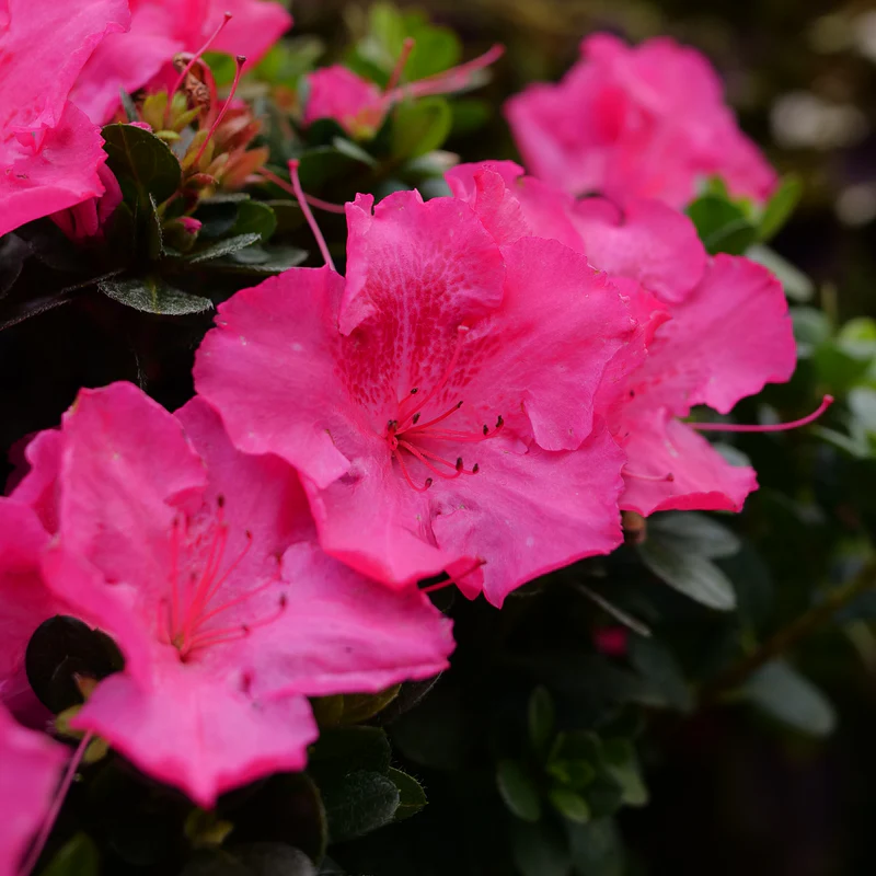 Perfecto Mundo Epic Pink⢠Reblooming Azalea (Rhododendron) - Image 3