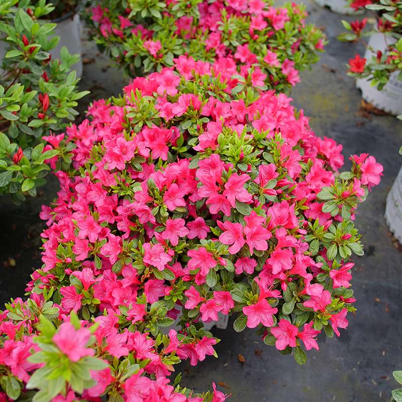 Perfecto Mundo Fuchsia Carpet™ Azalea (Rhododendron) - Image 3