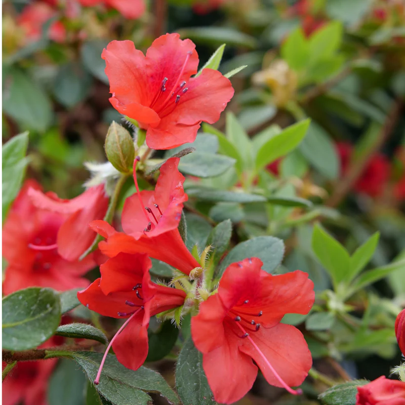 Perfecto Mundo® Orange Reblooming Azalea (Rhododendron) - Image 3