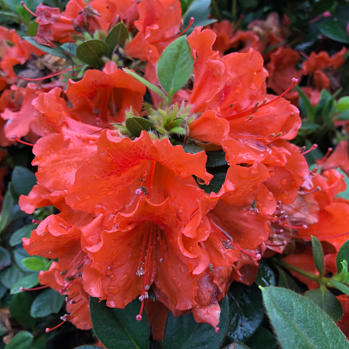 Perfecto Mundo® Orange Reblooming Azalea (Rhododendron) - Image 4