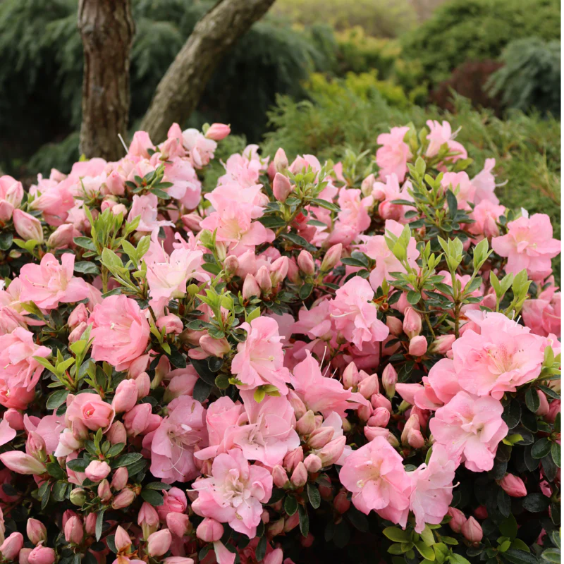 Perfecto Mundo Pink Carpet™  Reblooming Azalea (Rhododendron) - Image 3