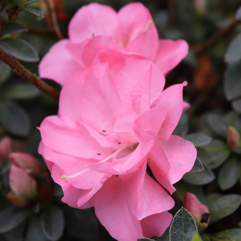 Perfecto Mundo Pink Carpet™  Reblooming Azalea (Rhododendron) - Image 4