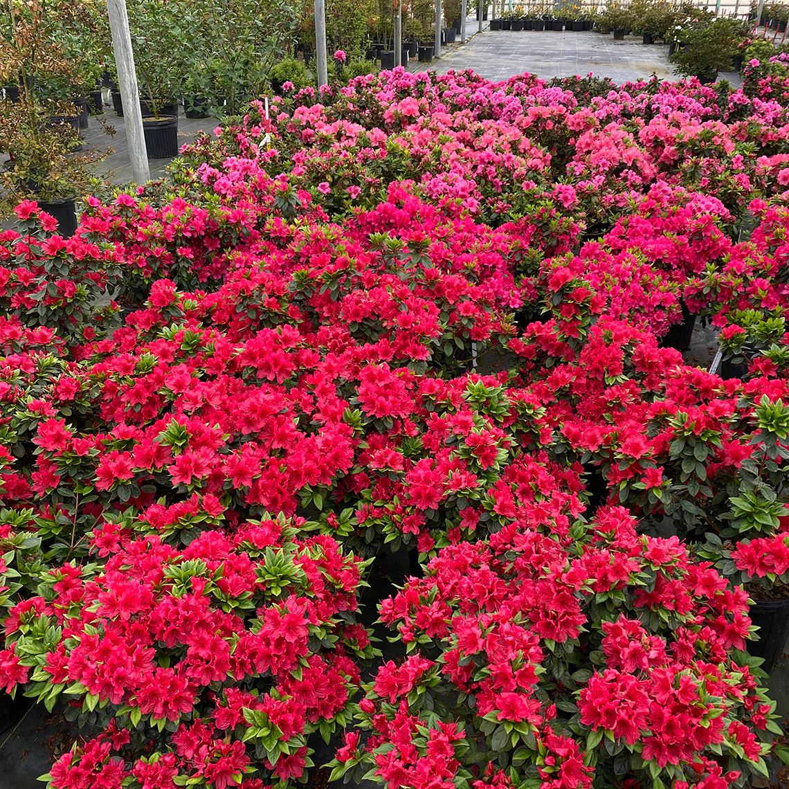 Perfecto Mundo® Red Reblooming Azalea (Rhododendron) - Image 2