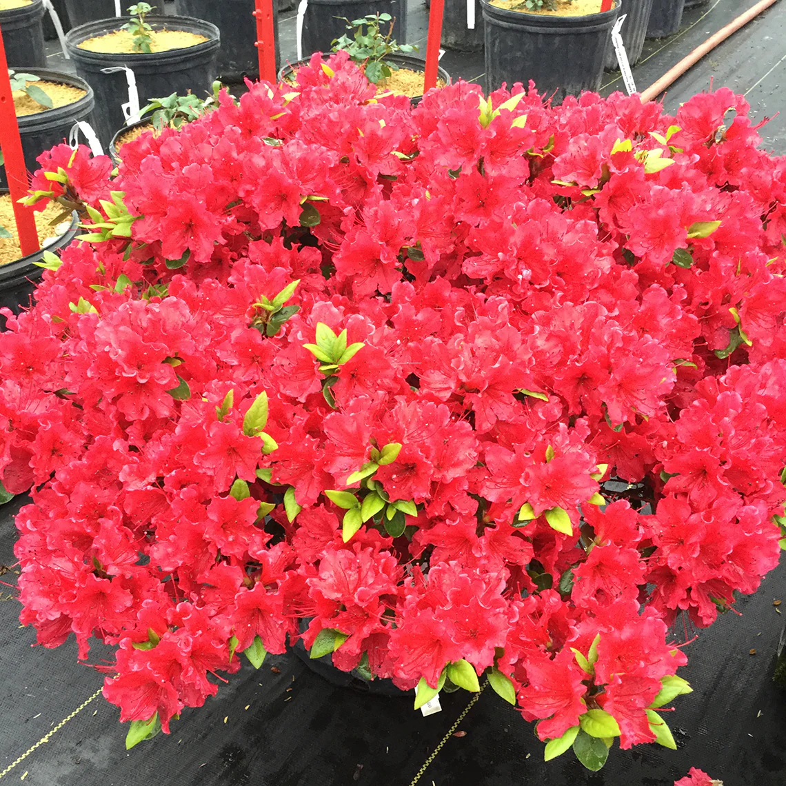 Perfecto Mundo® Red Reblooming Azalea (Rhododendron) - Image 4