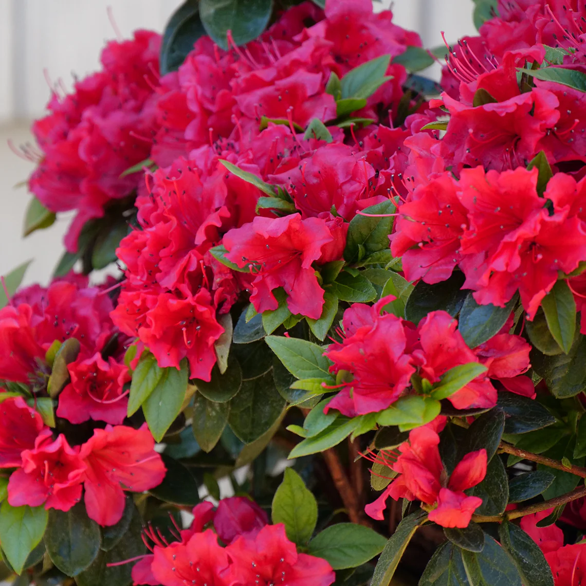 Perfecto Mundo® Red Reblooming Azalea (Rhododendron) - Image 5