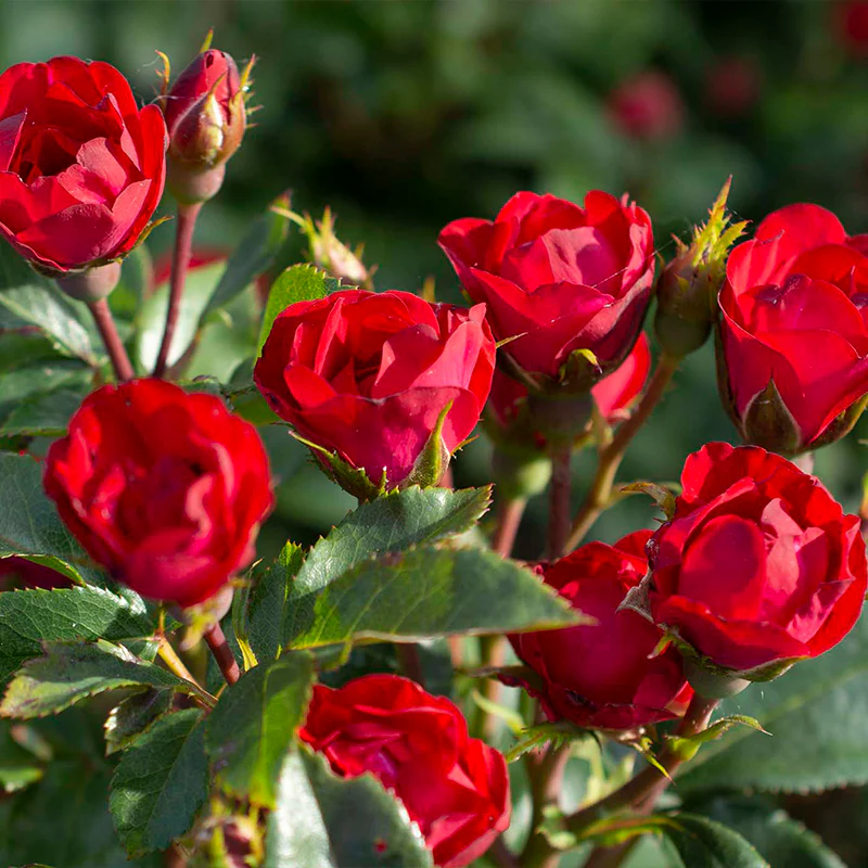 Petite Knock Out® Rose - Image 2