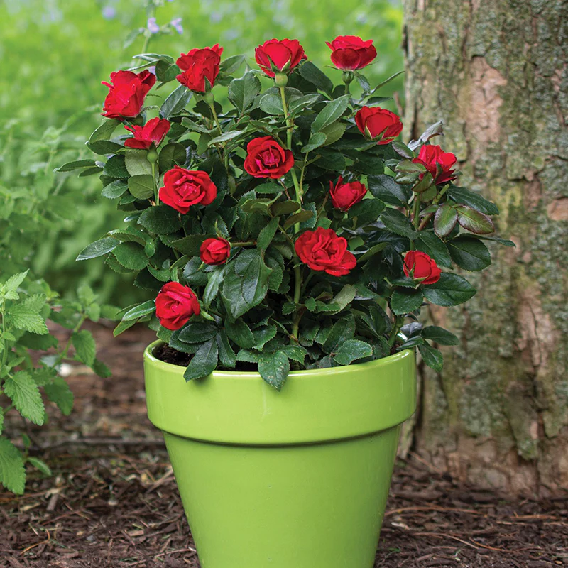 Petite Knock Out® Rose - Image 3
