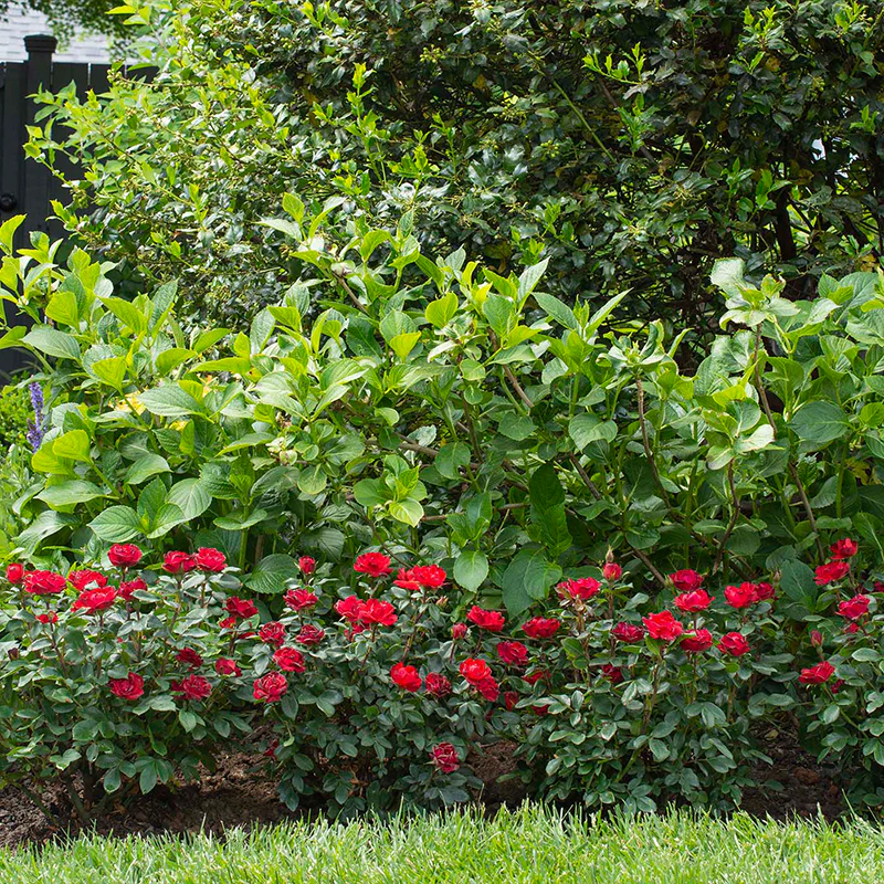 Petite Knock Out® Rose - Image 4