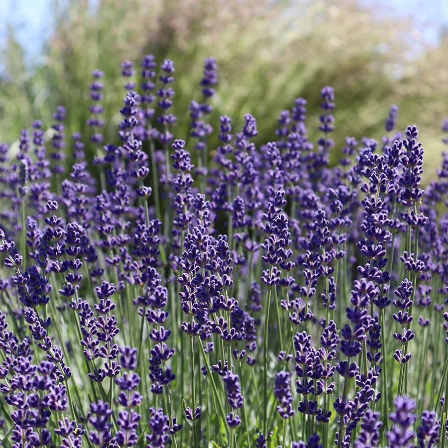Phenomenal® Lavender (Lavandula) - Image 2