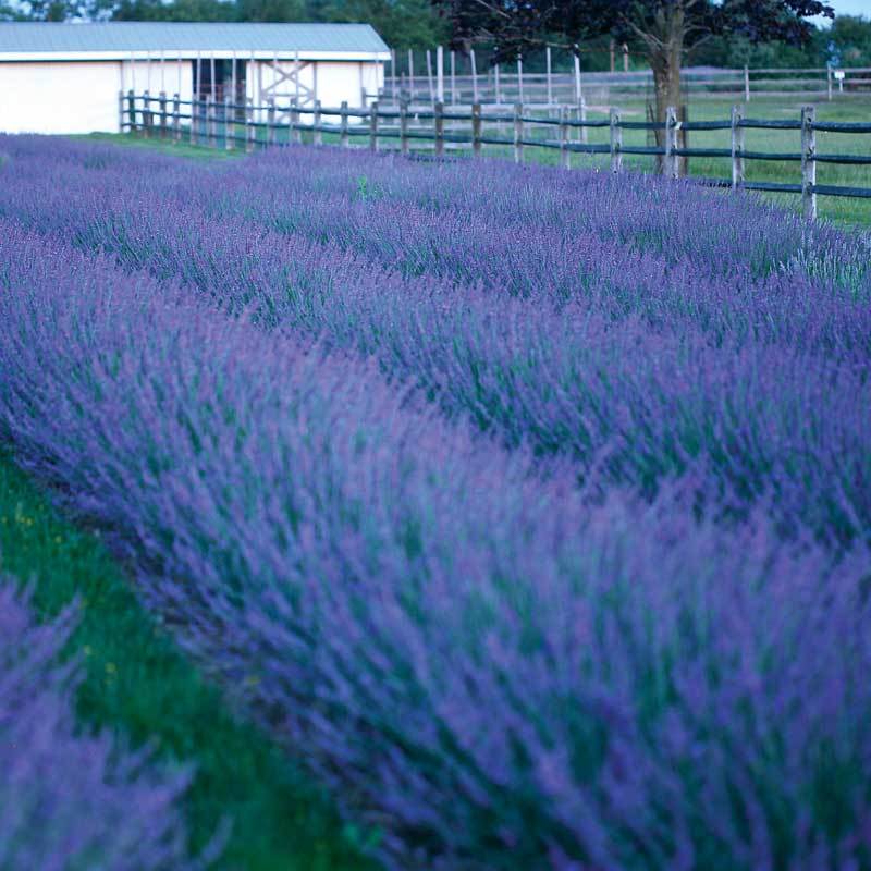 Phenomenal® Lavender (Lavandula) - Image 3