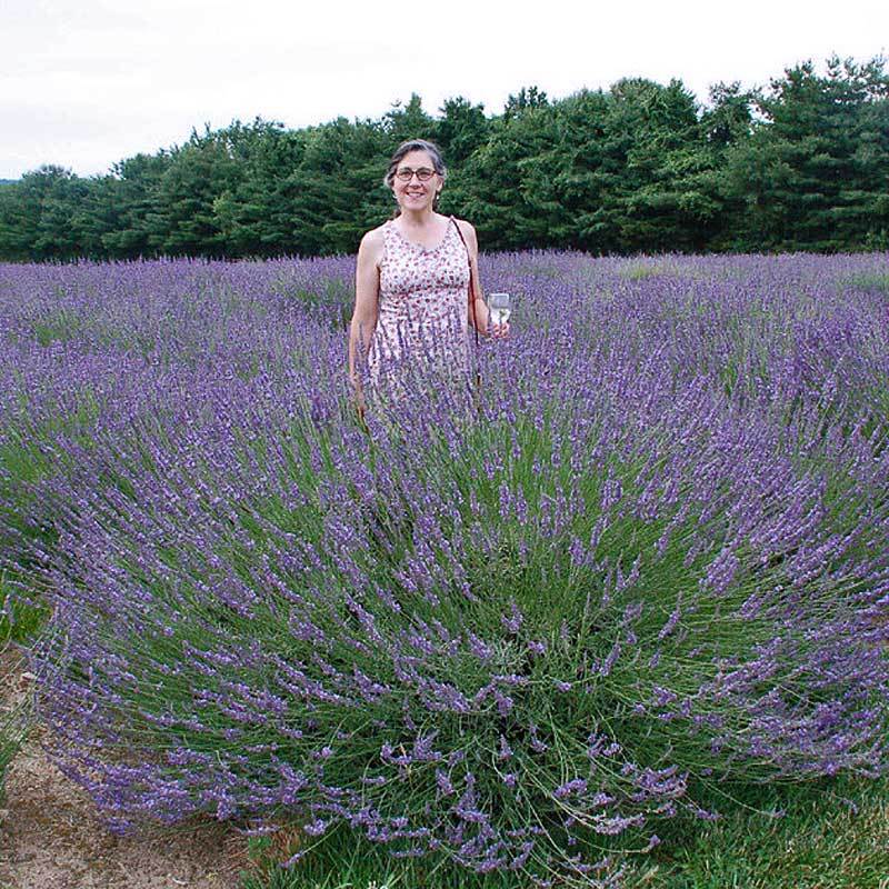 Phenomenal® Lavender (Lavandula) - Image 4