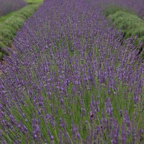 Phenomenal® Lavender (Lavandula) - Image 5
