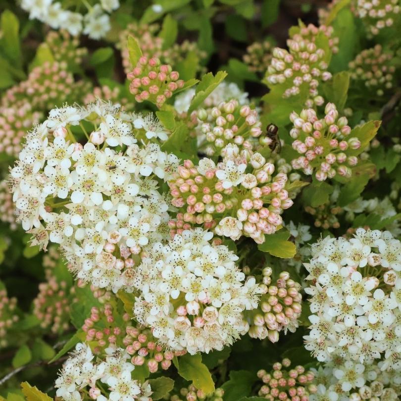 Pickleball™ Ninebark (Physocarpus) - Image 2