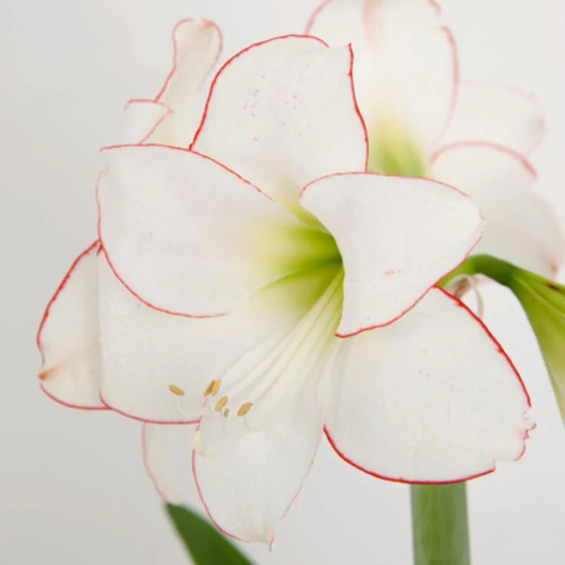 'Picotee' Amaryllis Bulb - Image 3