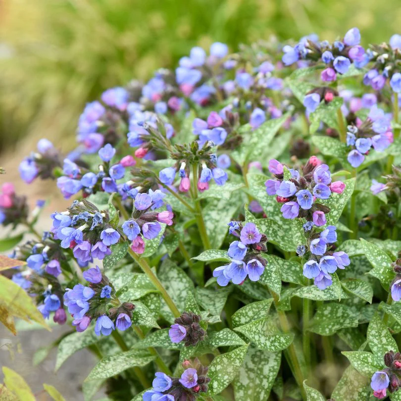 'Pink-a-Blue' Lungwort (Pulmonaria) - Image 2