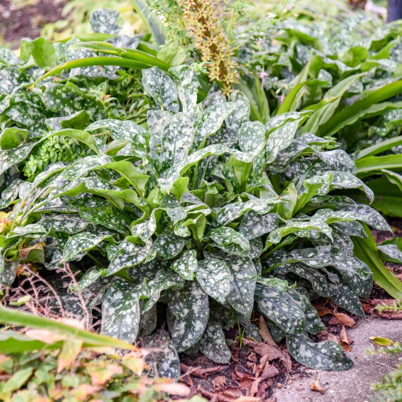 'Pink-a-Blue' Lungwort (Pulmonaria) - Image 4