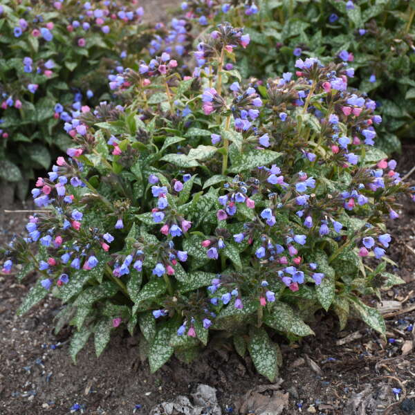 'Pink-a-Blue' Lungwort (Pulmonaria) - Image 7