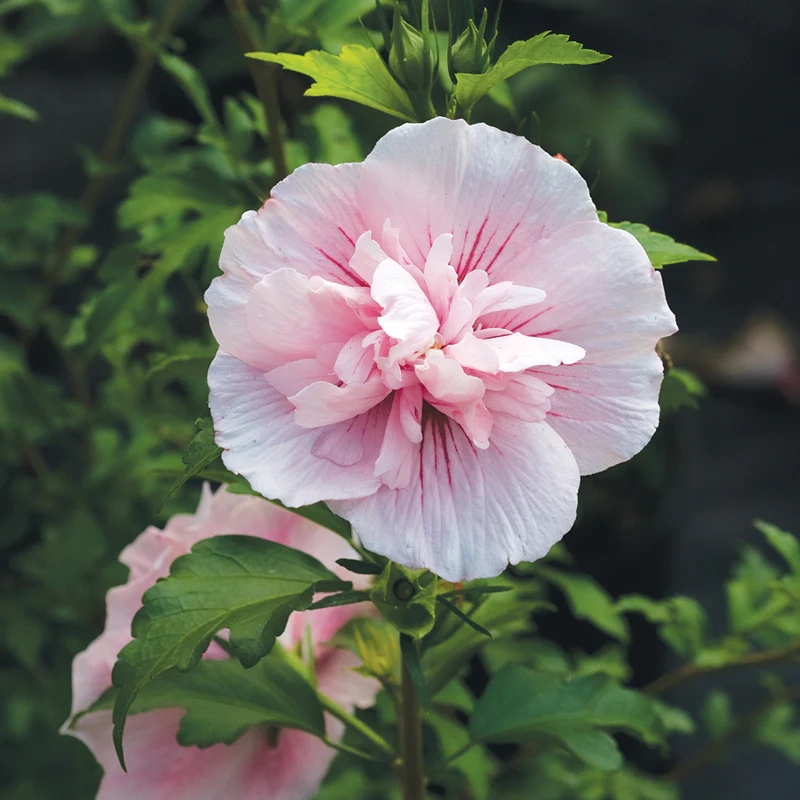 Pink Chiffon® Rose of Sharon (Hibiscus) - Image 2