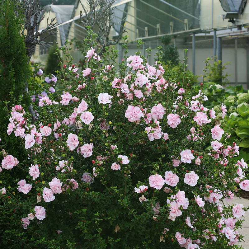 Pink Chiffon® Rose of Sharon (Hibiscus) - Image 3