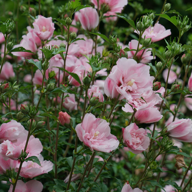 Pink Chiffon® Rose of Sharon (Hibiscus) - Image 4