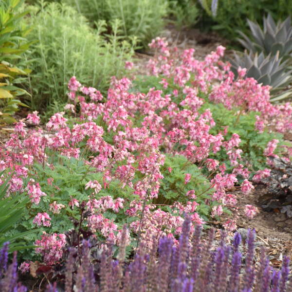 'Pink Diamonds' Bleeding Heart (Dicentra) - Image 2