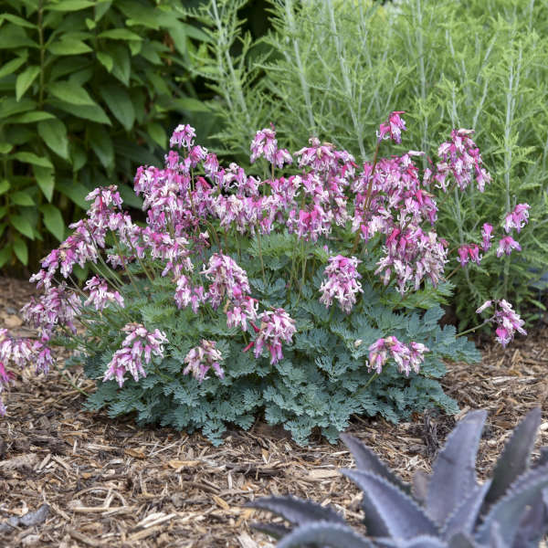 'Pink Diamonds' Bleeding Heart (Dicentra) - Image 3