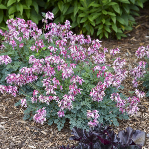 'Pink Diamonds' Bleeding Heart (Dicentra) - Image 4