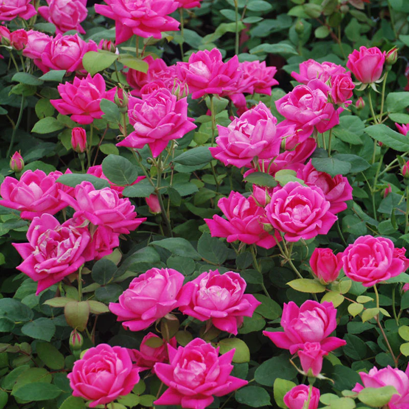 Pink Double Knock Out® Rose - Image 2