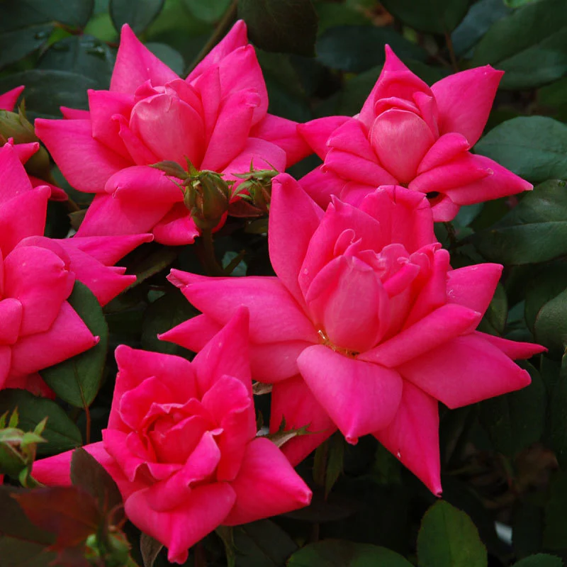 Pink Double Knock Out® Rose - Image 3