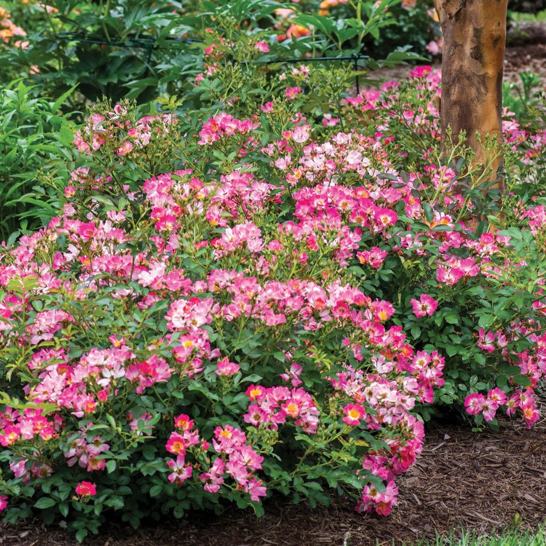 Pink Drift® Rose - Image 3