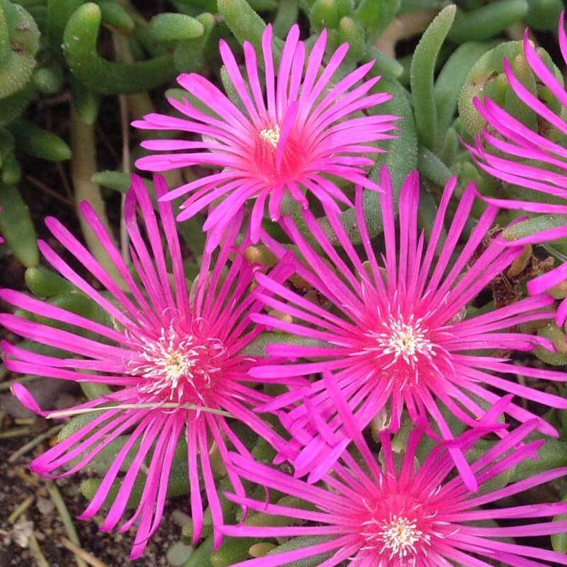 Pink Ice Plant (Delosperma) - Image 3