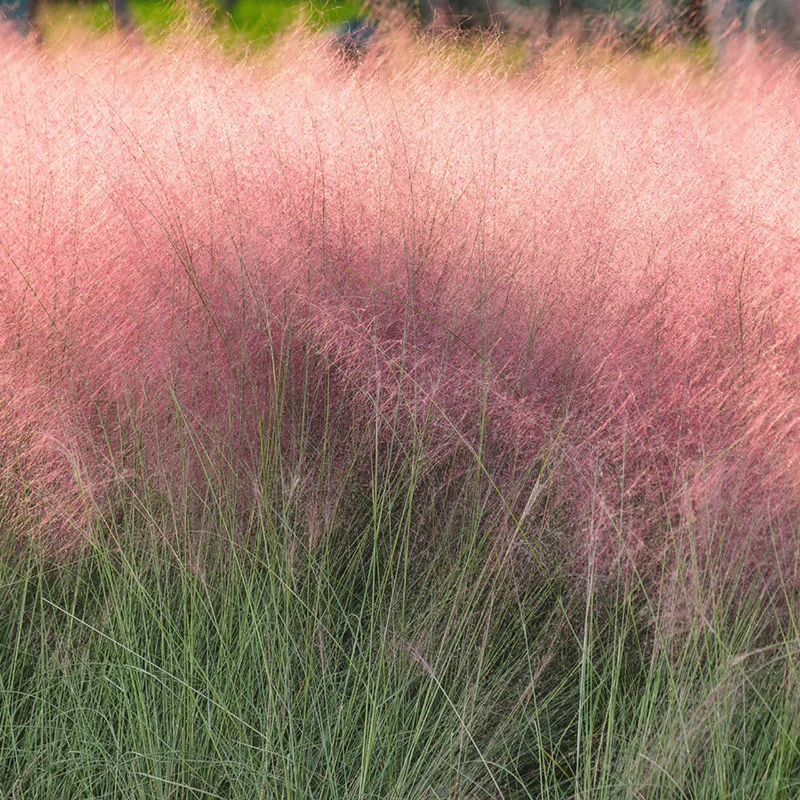 Pink Muhly Grass (Muhlenbergia) - Image 4
