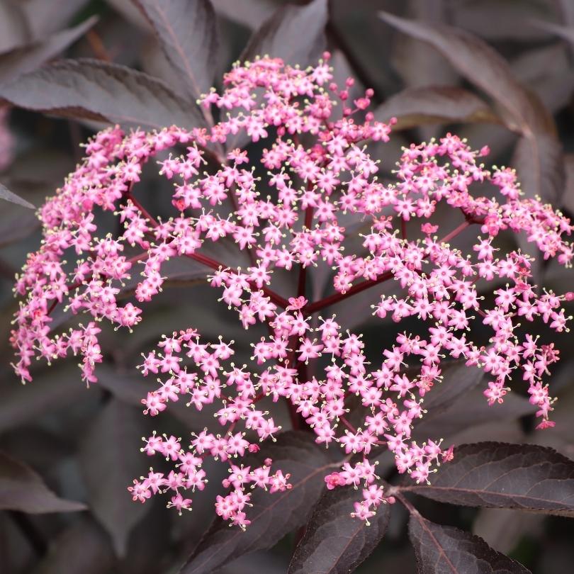 Pink Pony™ Elderberry (Sambucus) - Image 2