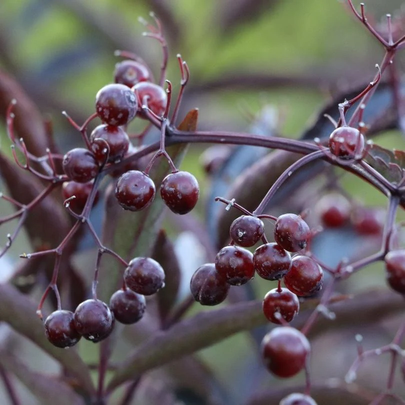 Pink Pony™ Elderberry (Sambucus) - Image 3