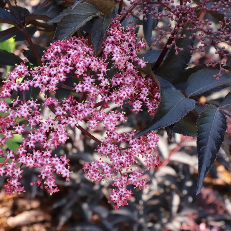 Pink Pony™ Elderberry (Sambucus) - Image 4
