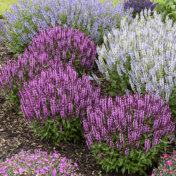 'Pink Profusion' Salvia - Image 2