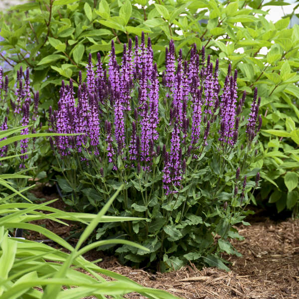 'Pink Profusion' Salvia - Image 3