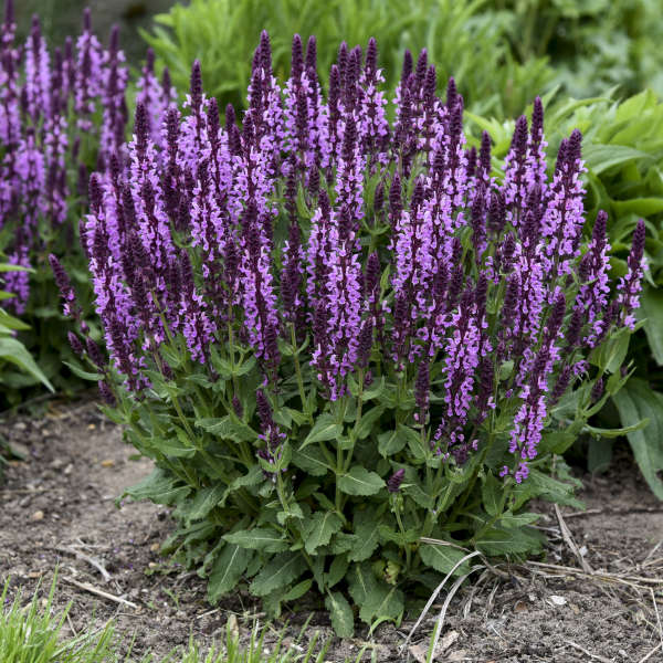 'Pink Profusion' Salvia - Image 4